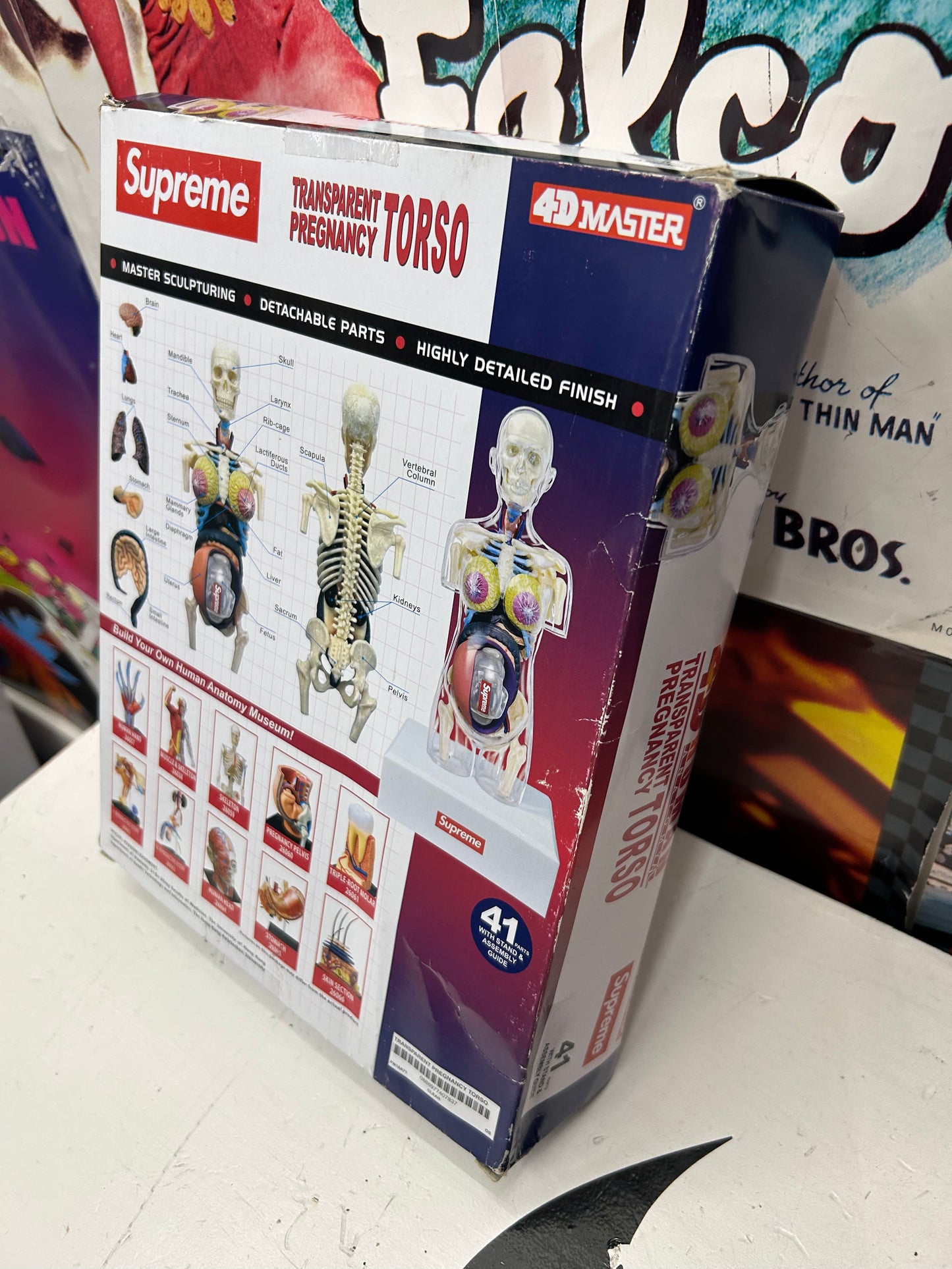 SUPREME MALE ANATOMY MODEL (BRAND NEW)